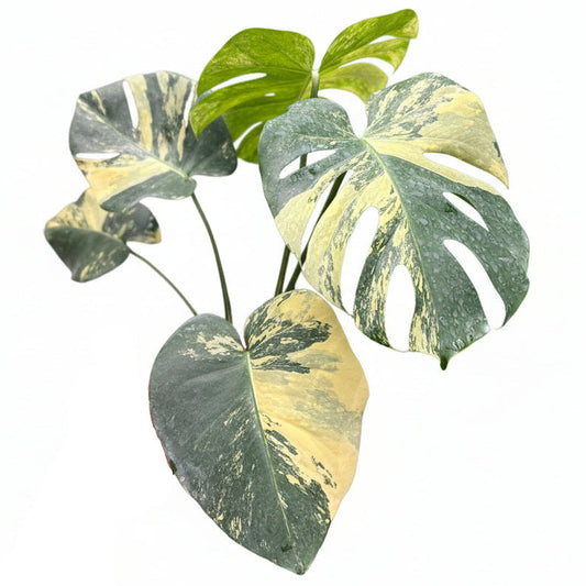 Monstera deliciosa lemon (large form)