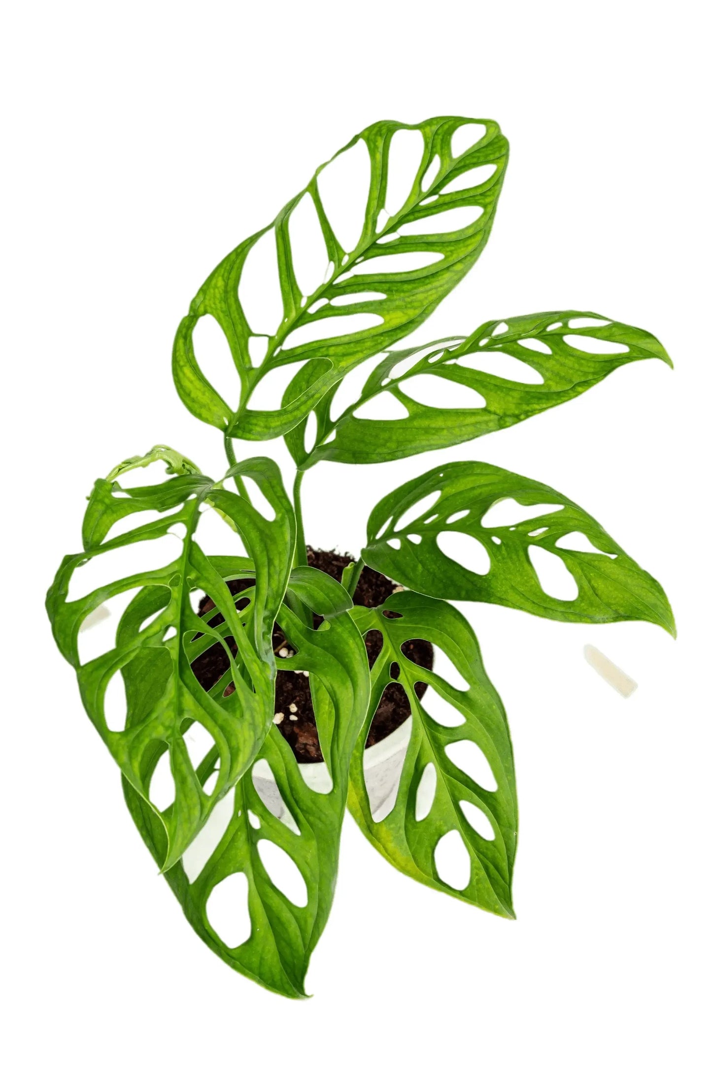 Monstera Esqueleto