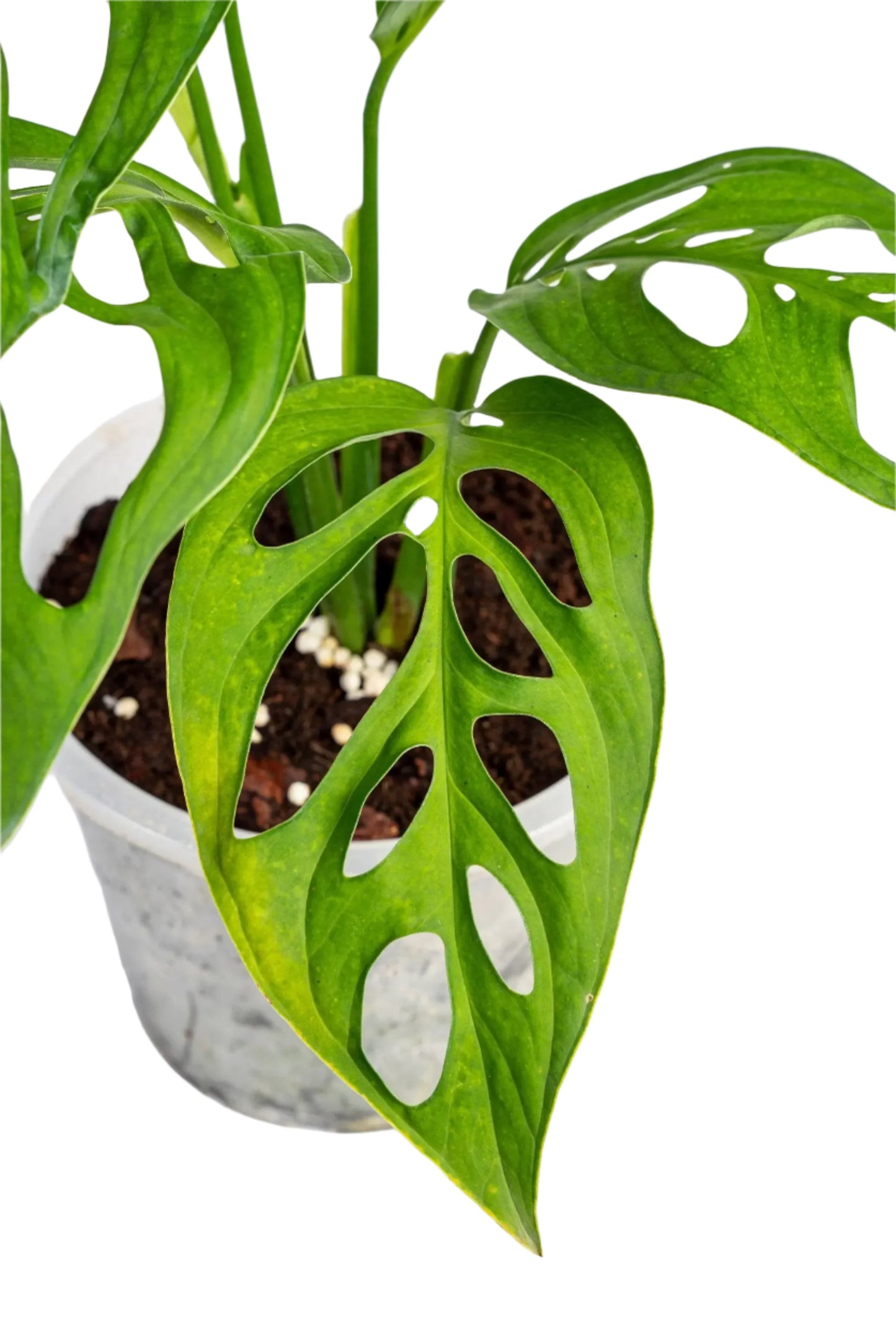 Monstera Esqueleto