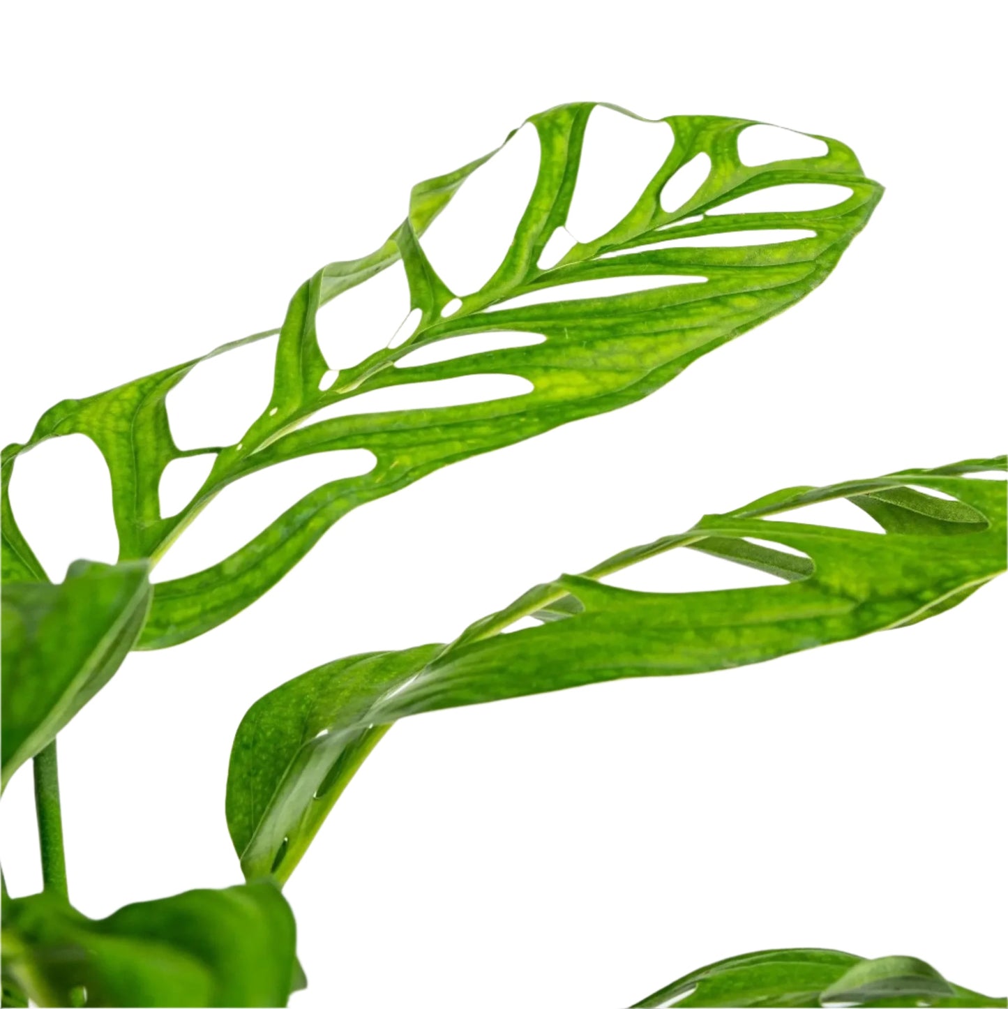 Monstera Esqueleto