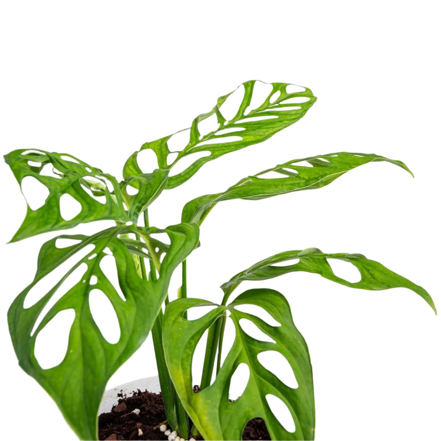 Monstera Esqueleto