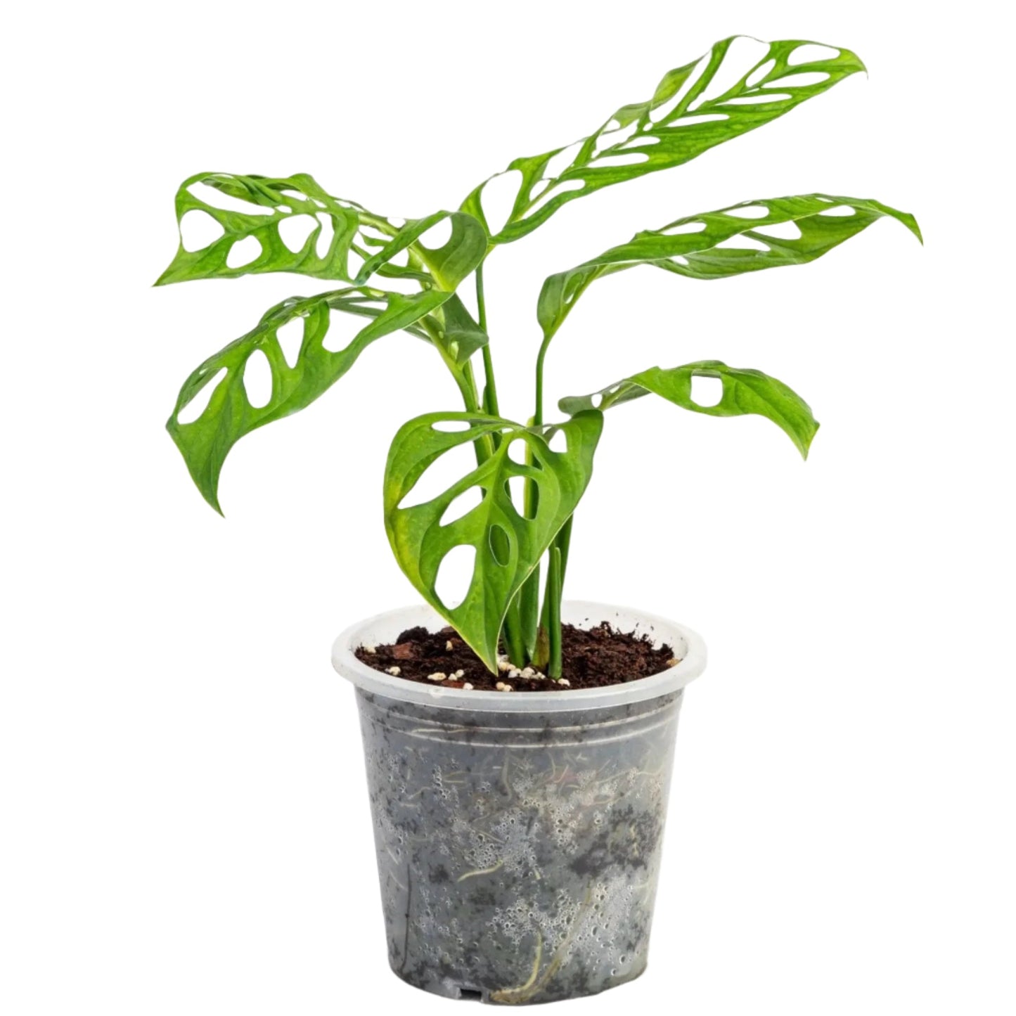 Monstera Esqueleto