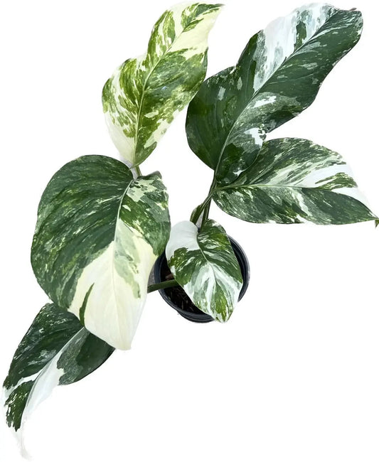 Monstera lechleriana variegated