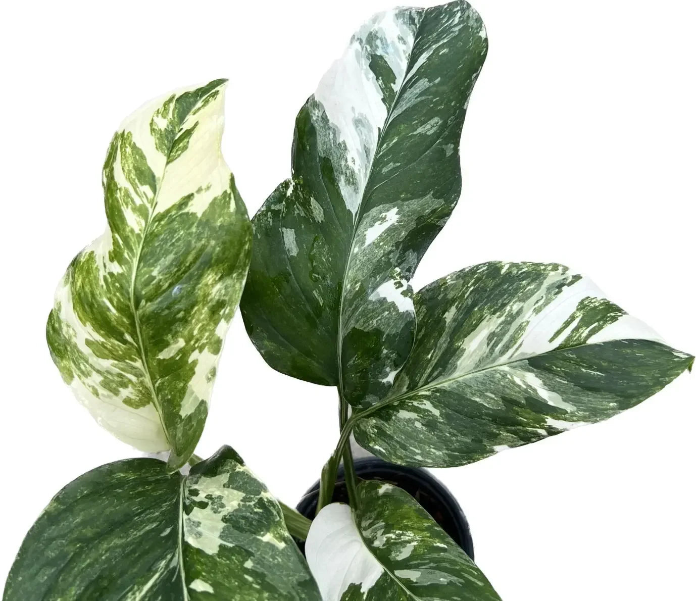Monstera lechleriana variegated