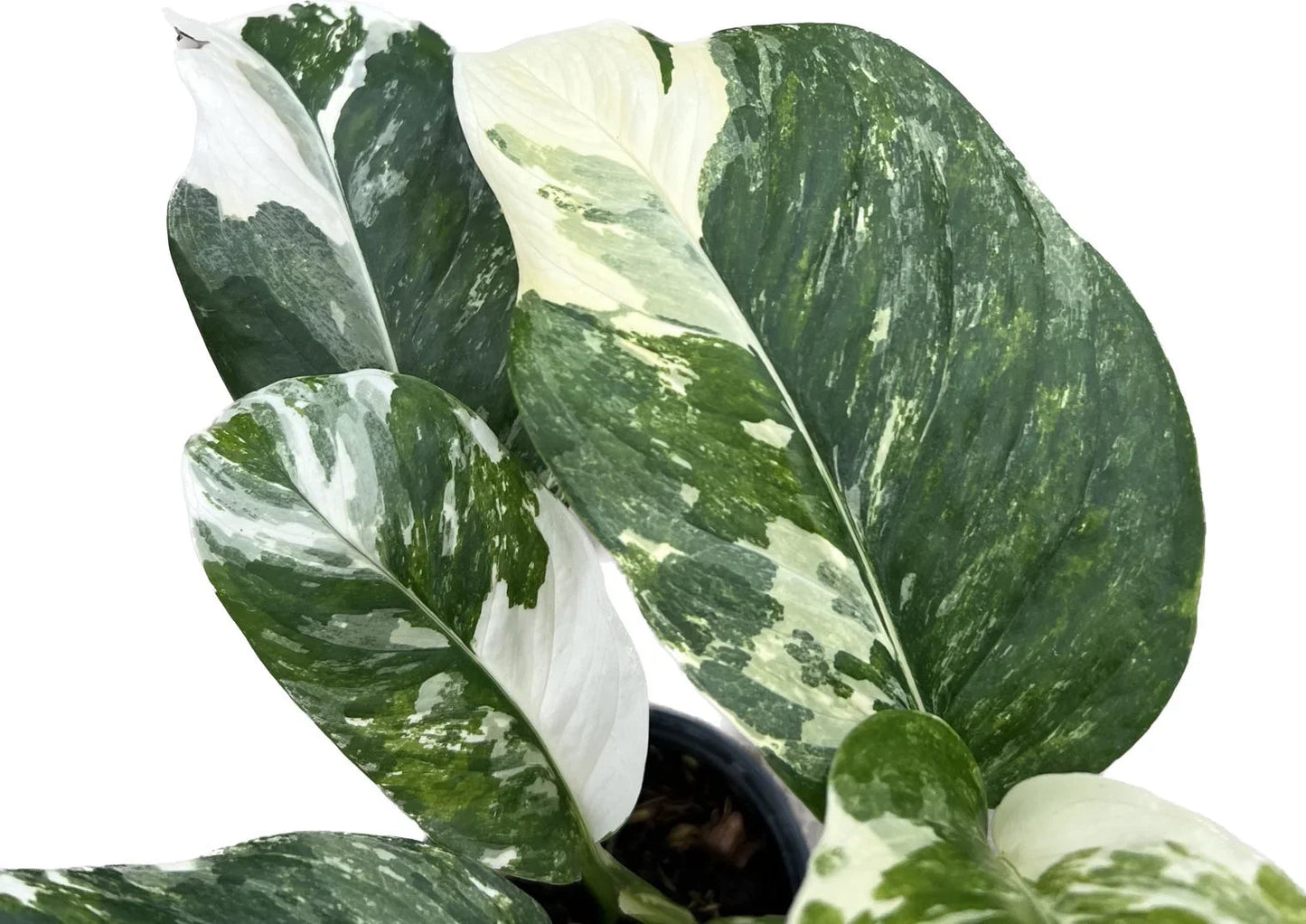 Monstera lechleriana variegated