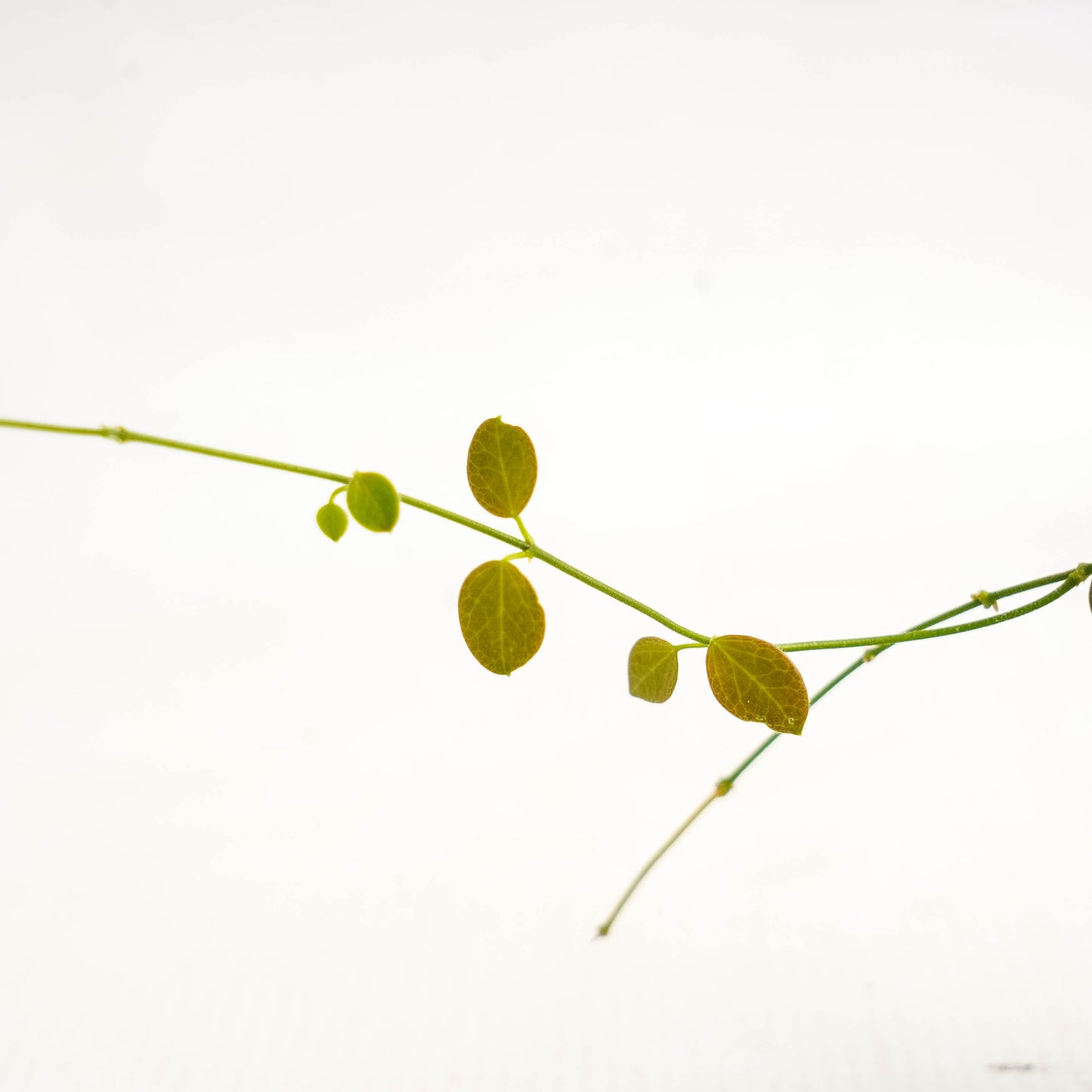 Hoya Pulleana VN-90 — photo 4