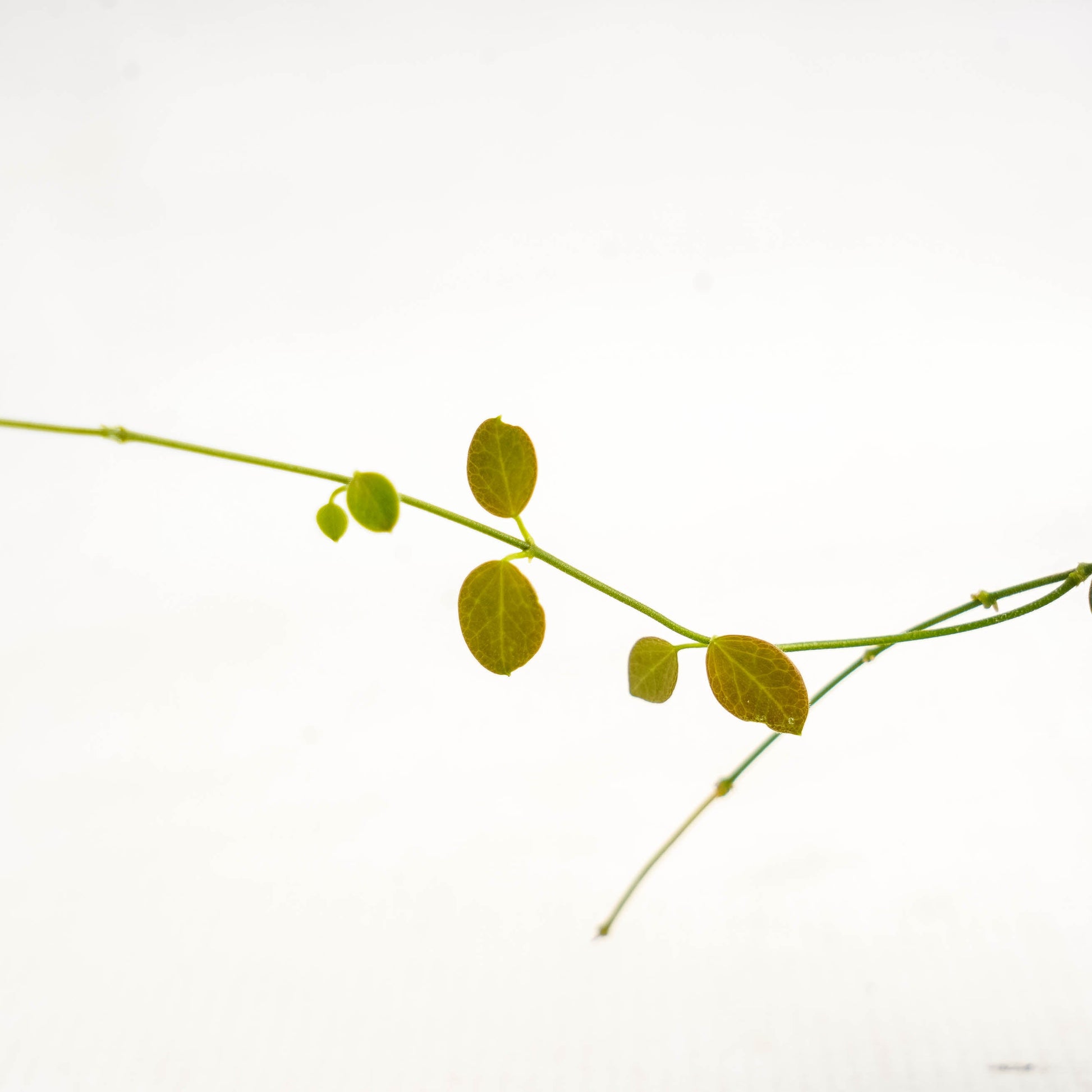 Hoya Pulleana VN-90 — photo 4