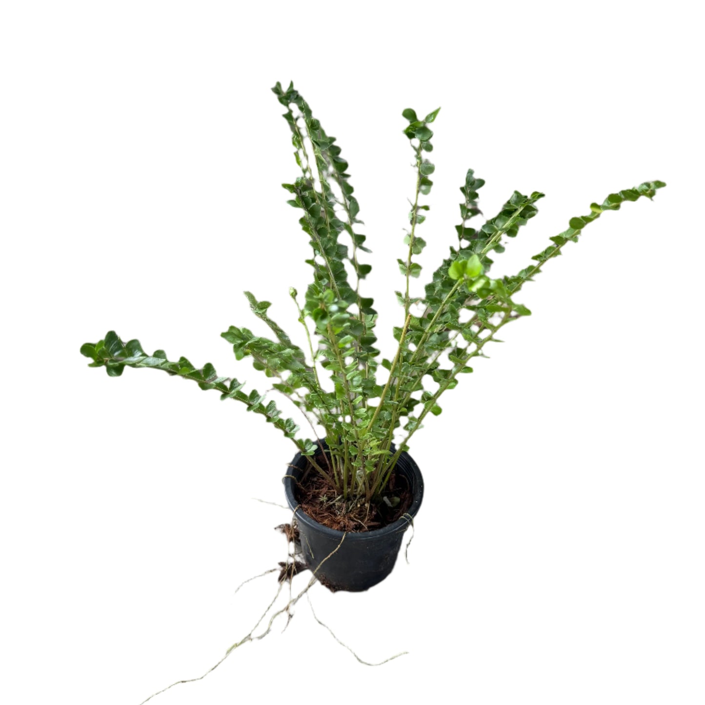 Nephrolepis sp. ‘Coin’