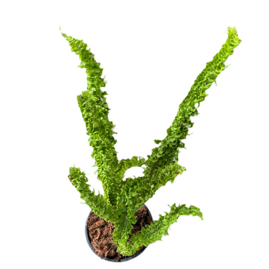Nephrolepis sp. ridge (special form)