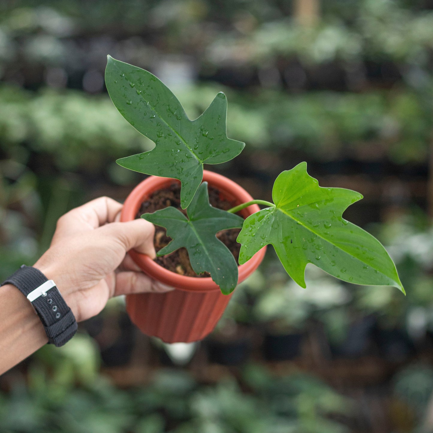 Philodendron Pedatum - Indonesian Rare Plants