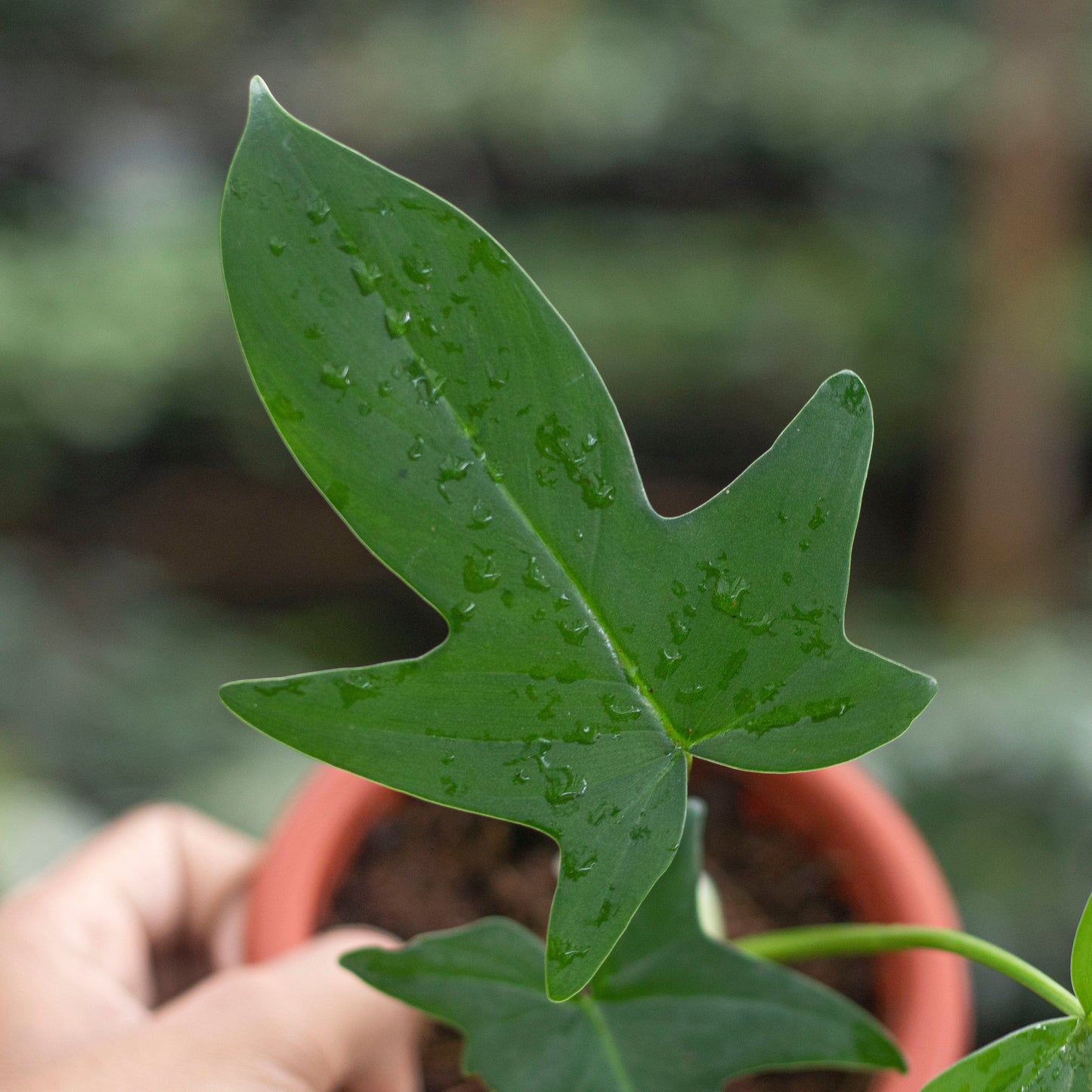Philodendron Pedatum