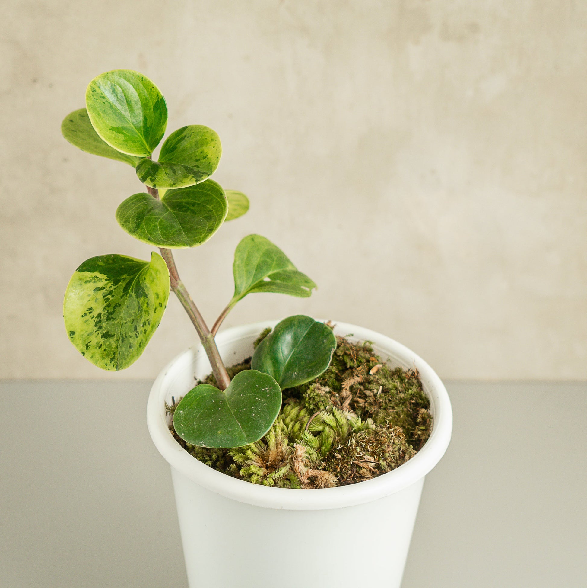 Peperomia Obtusifolia Variegated - Indonesian Rare Plants