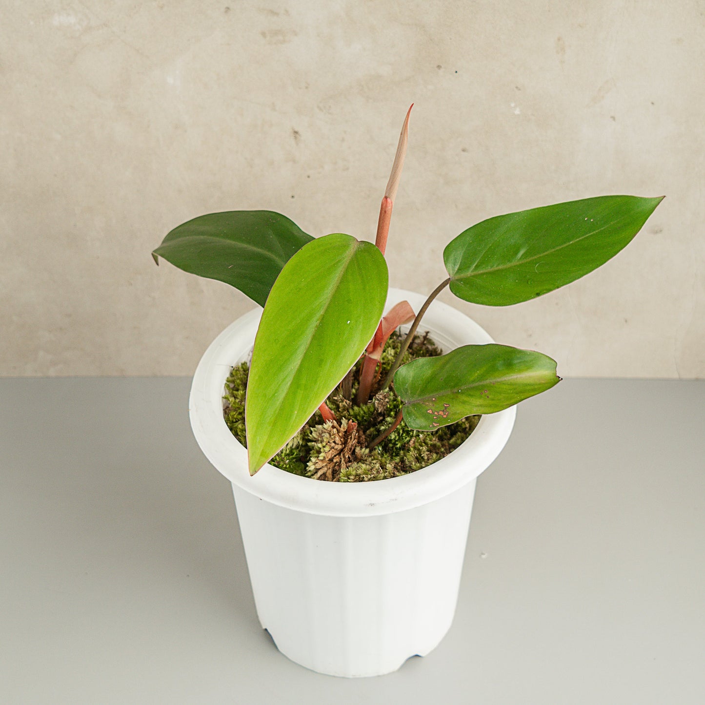 Philodendron Erubescens - Indonesian Rare Plants