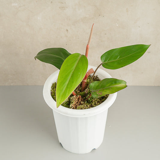 Philodendron Erubescens - Indonesian Rare Plants