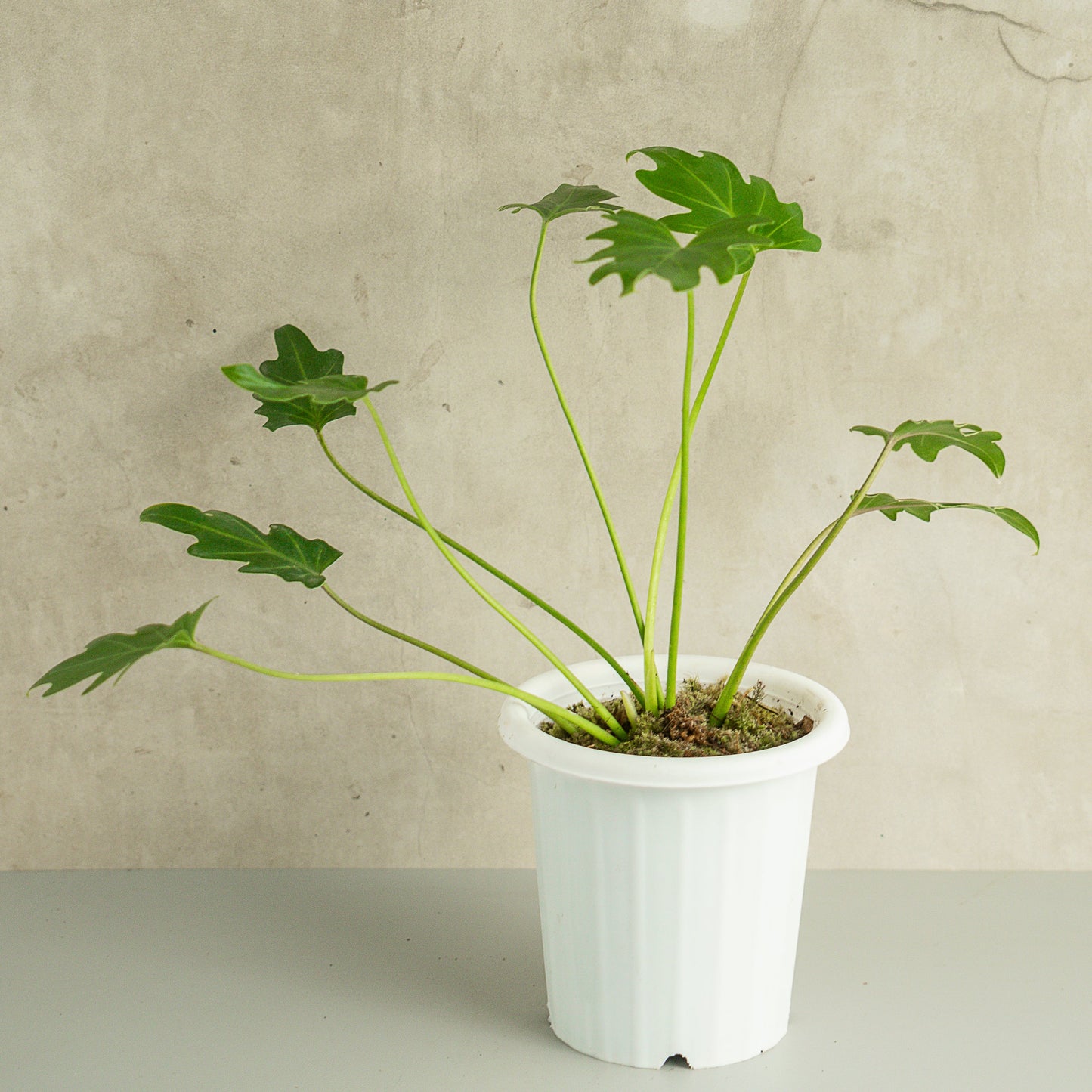 Philodendron Green Xanadu - Indonesian Rare Plants