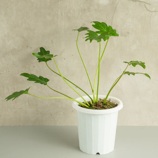 Philodendron Green Xanadu - Indonesian Rare Plants