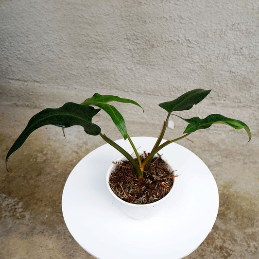 Philodendron Mexicanum - Indonesian Rare Plants