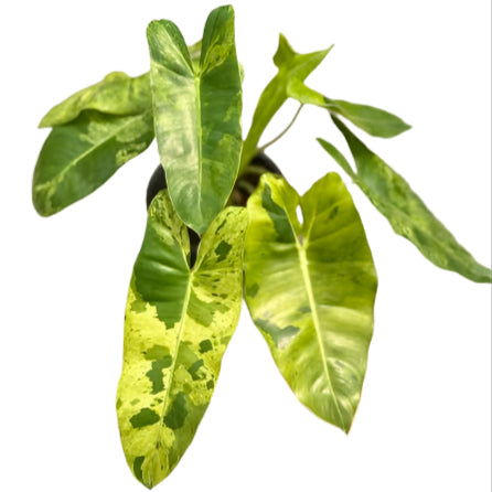 Philodendron Burle Marx Mint Variegated