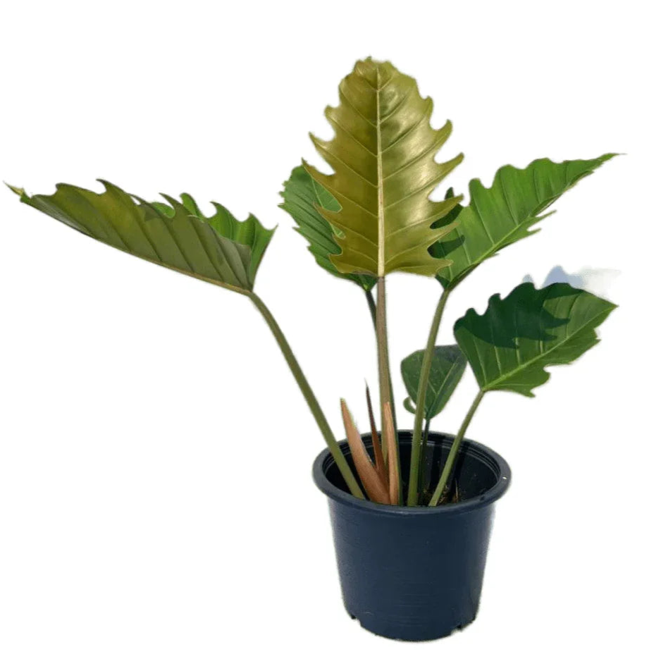 Philodendron Caramel Marble Green