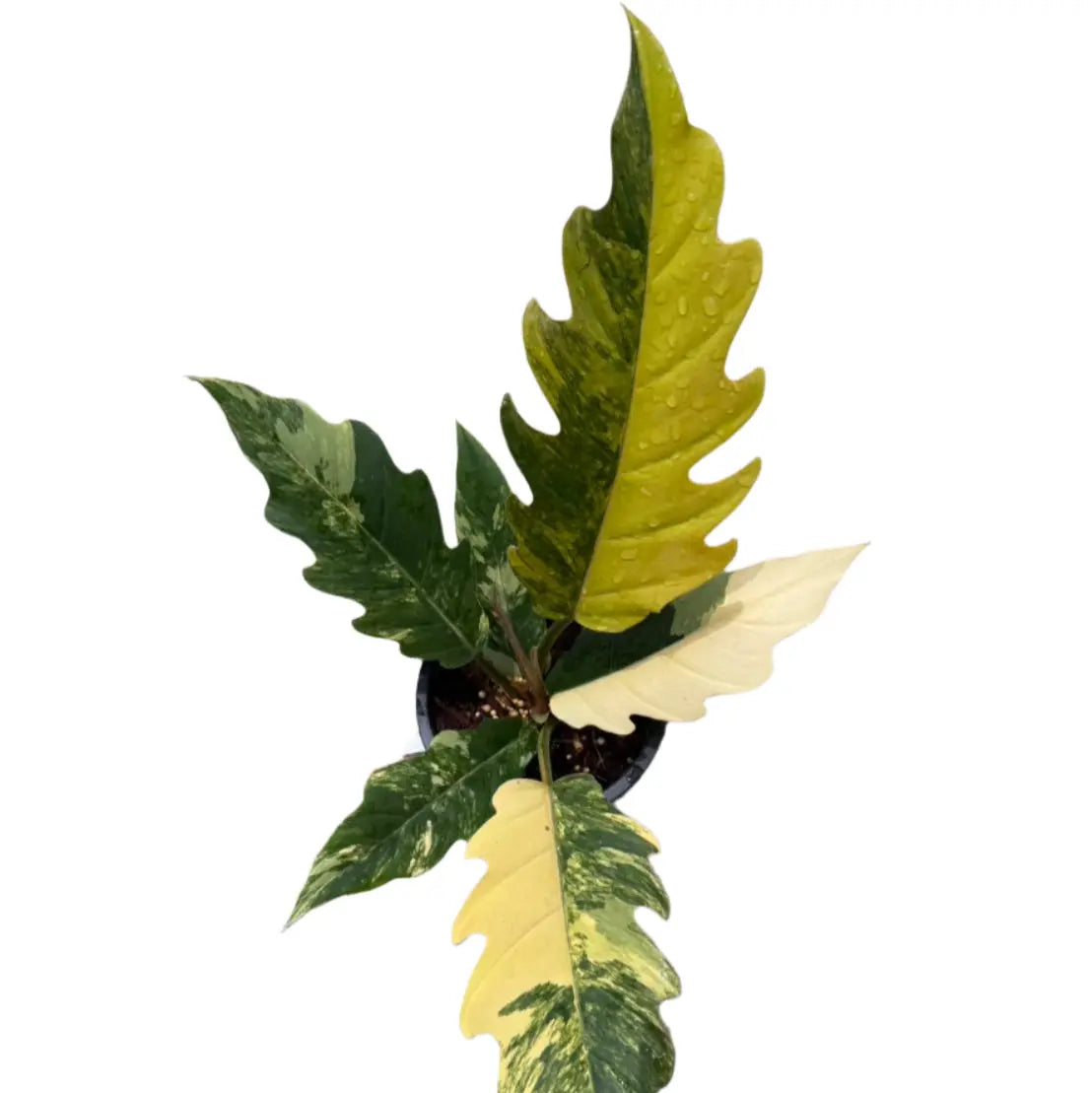 Philodendron Caramel Marble variegated