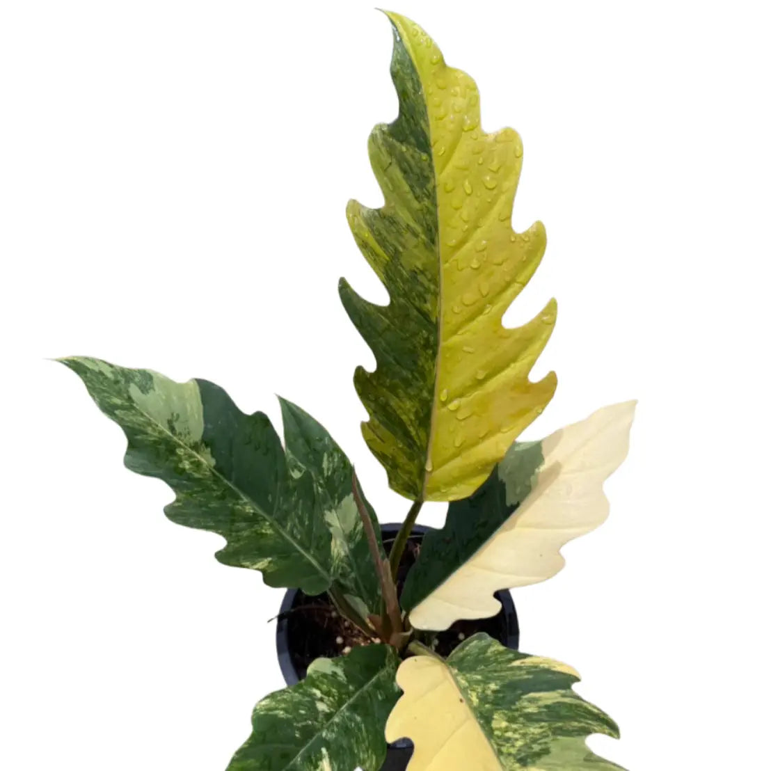 Philodendron Caramel Marble variegated