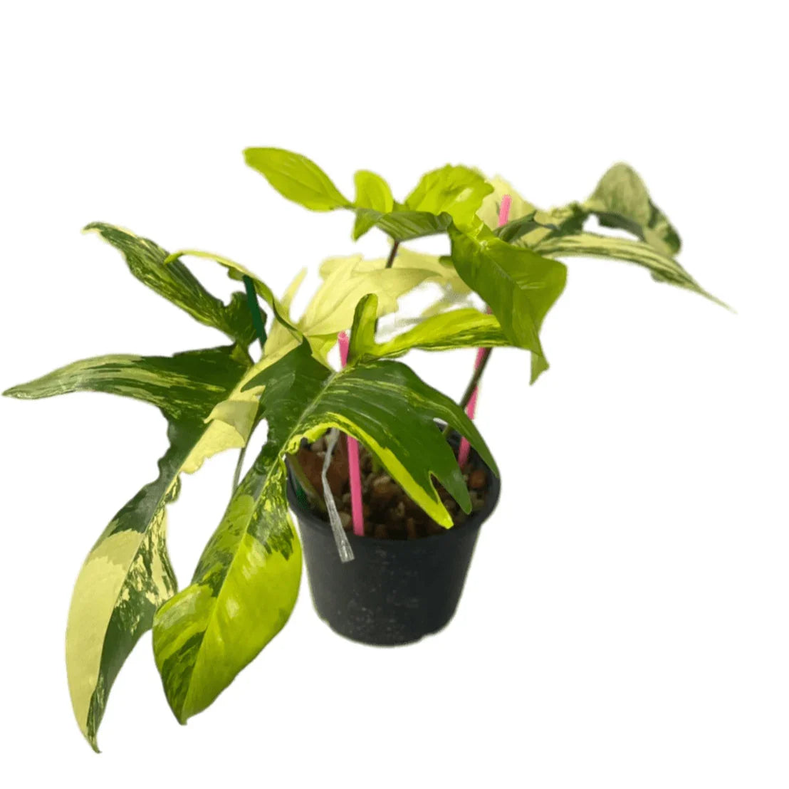 Philodendron Florida Beauty Variegated