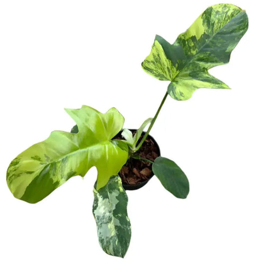 Philodendron Florida Beauty x Distantilobum variegated