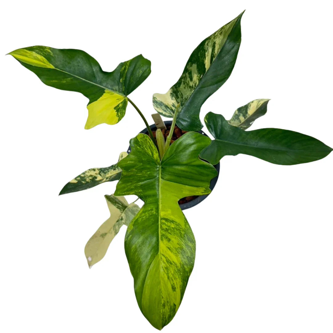 Philodendron (Florida Beauty x Mayoi) variegated