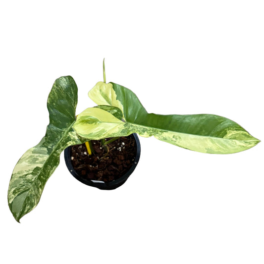 Philodendron Florida Beauty x Paraiso Verde Variegated