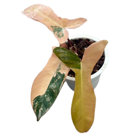 Philodendron Florida Beauty x (Paraiso Verde x Black Billietiae) orange variegated