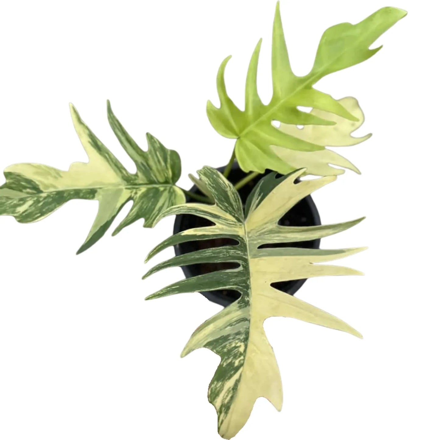 Philodendron (Florida Beauty x Tortum) variegated