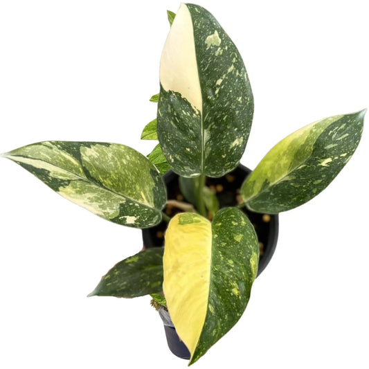 Philodendron Green Congo Nuclear Variegated