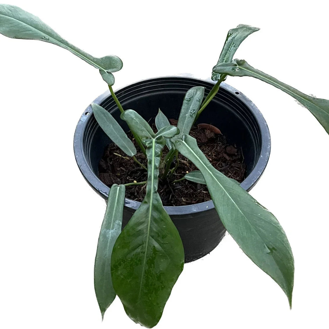 Philodendron Joepii