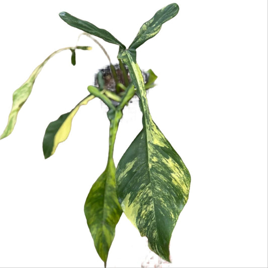 Philodendron joepii aurea variegated
