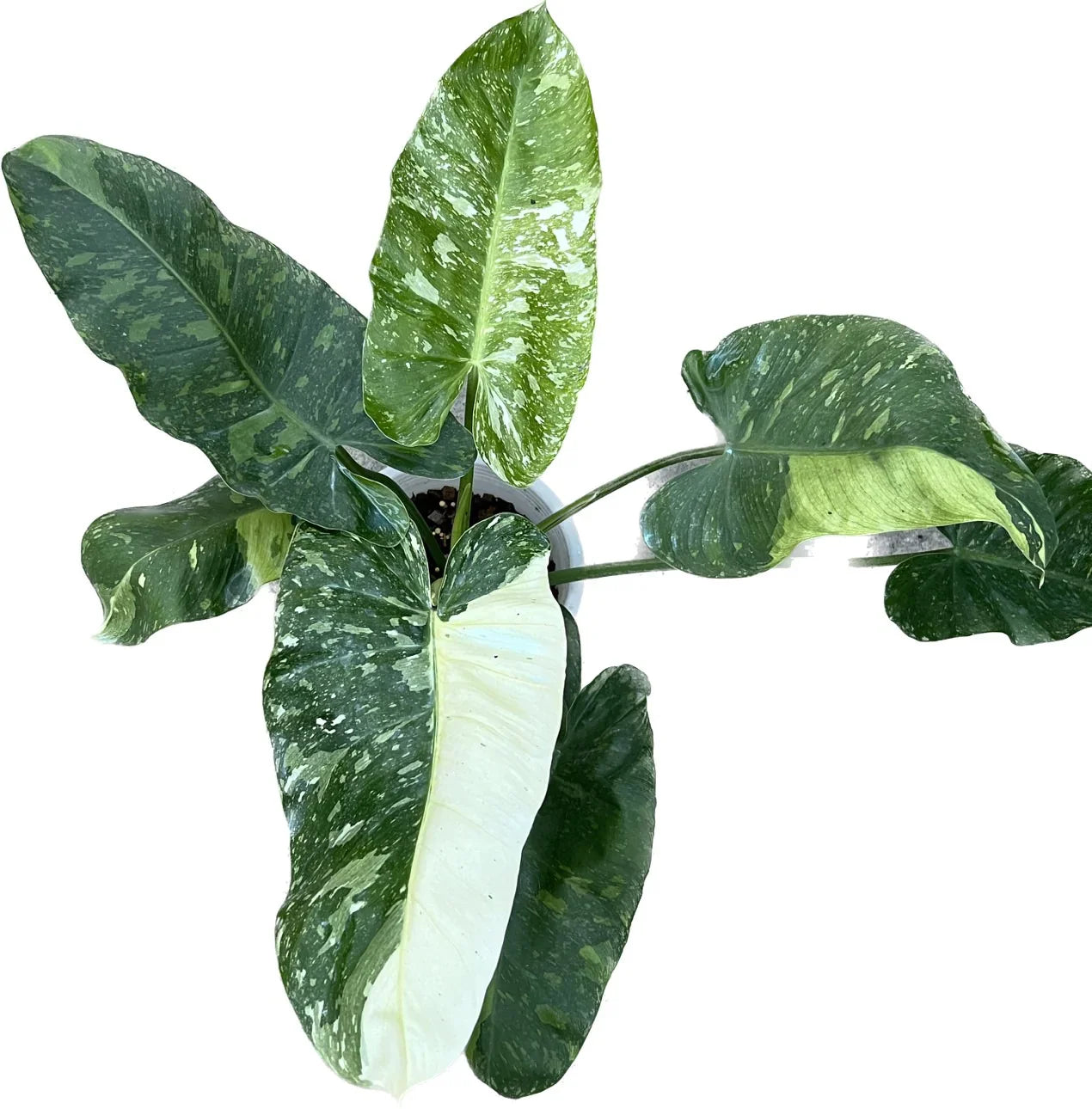 Philodendron Jose Buono