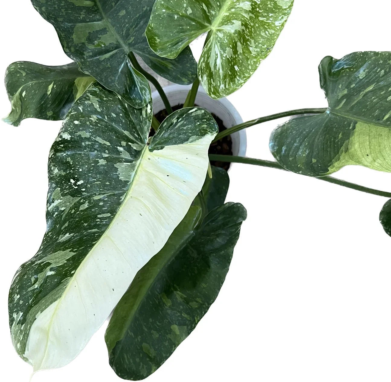 Philodendron Jose Buono
