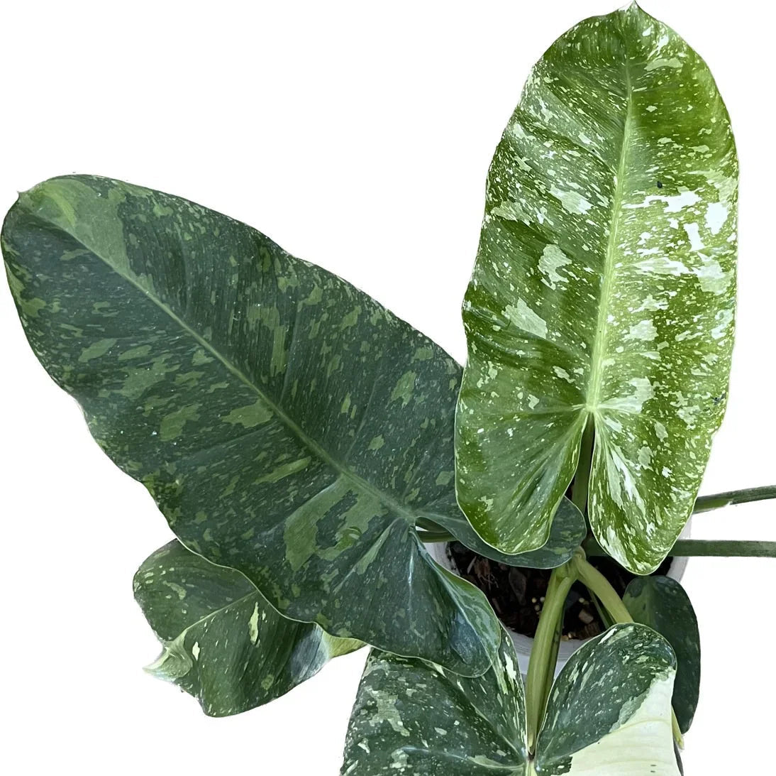 Philodendron Jose Buono