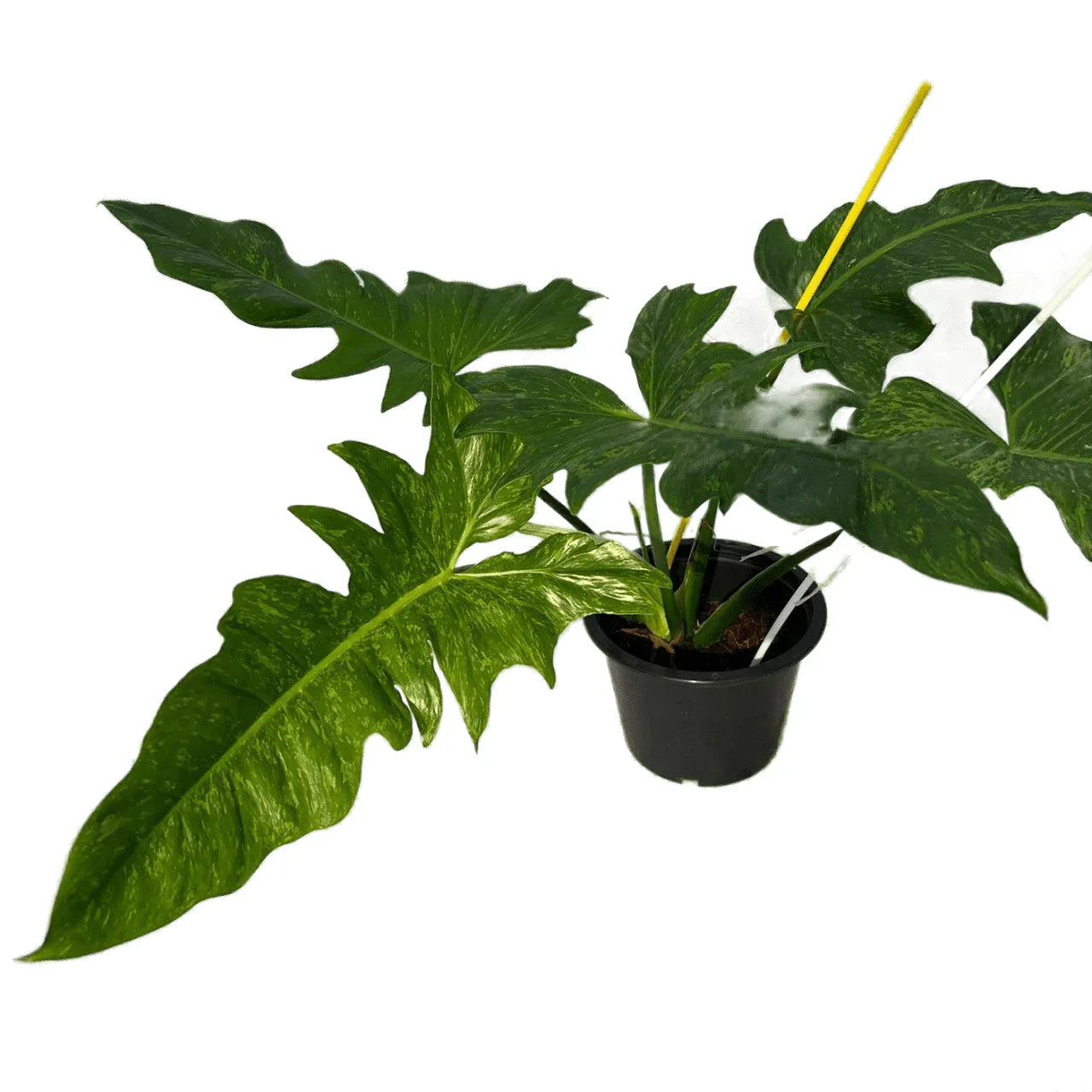 Philodendron Mottled Dragon Variegated