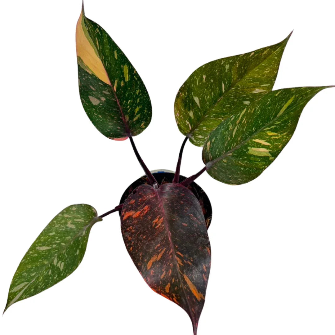 Philodendron Orange Princess