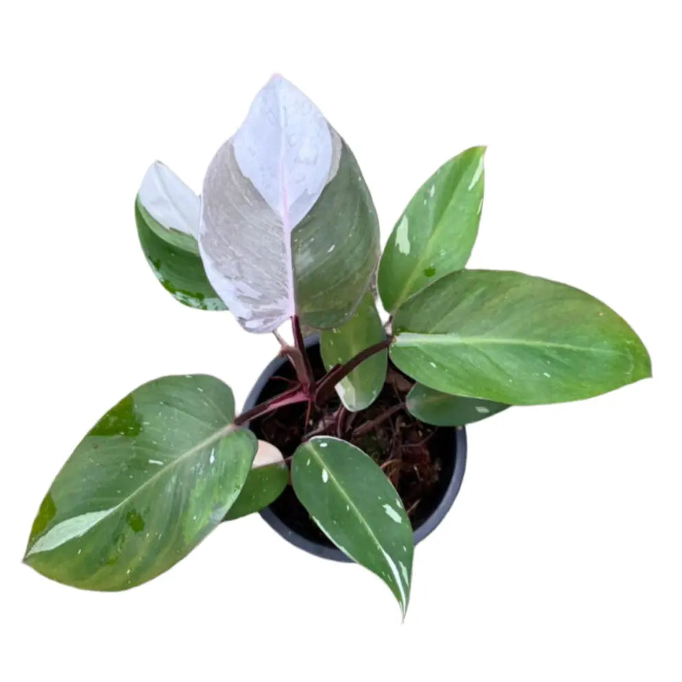 Philodendron Red Anderson