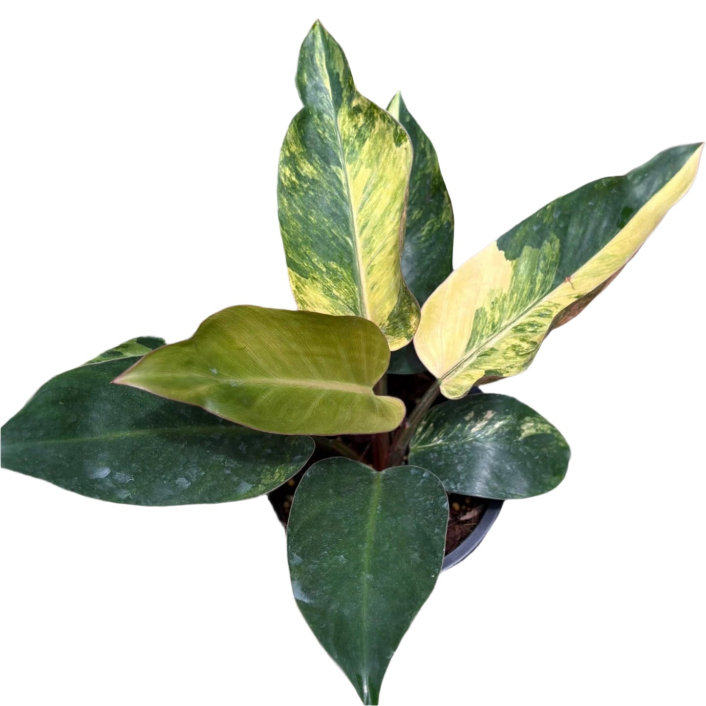 Philodendron Rojo Congo variegated