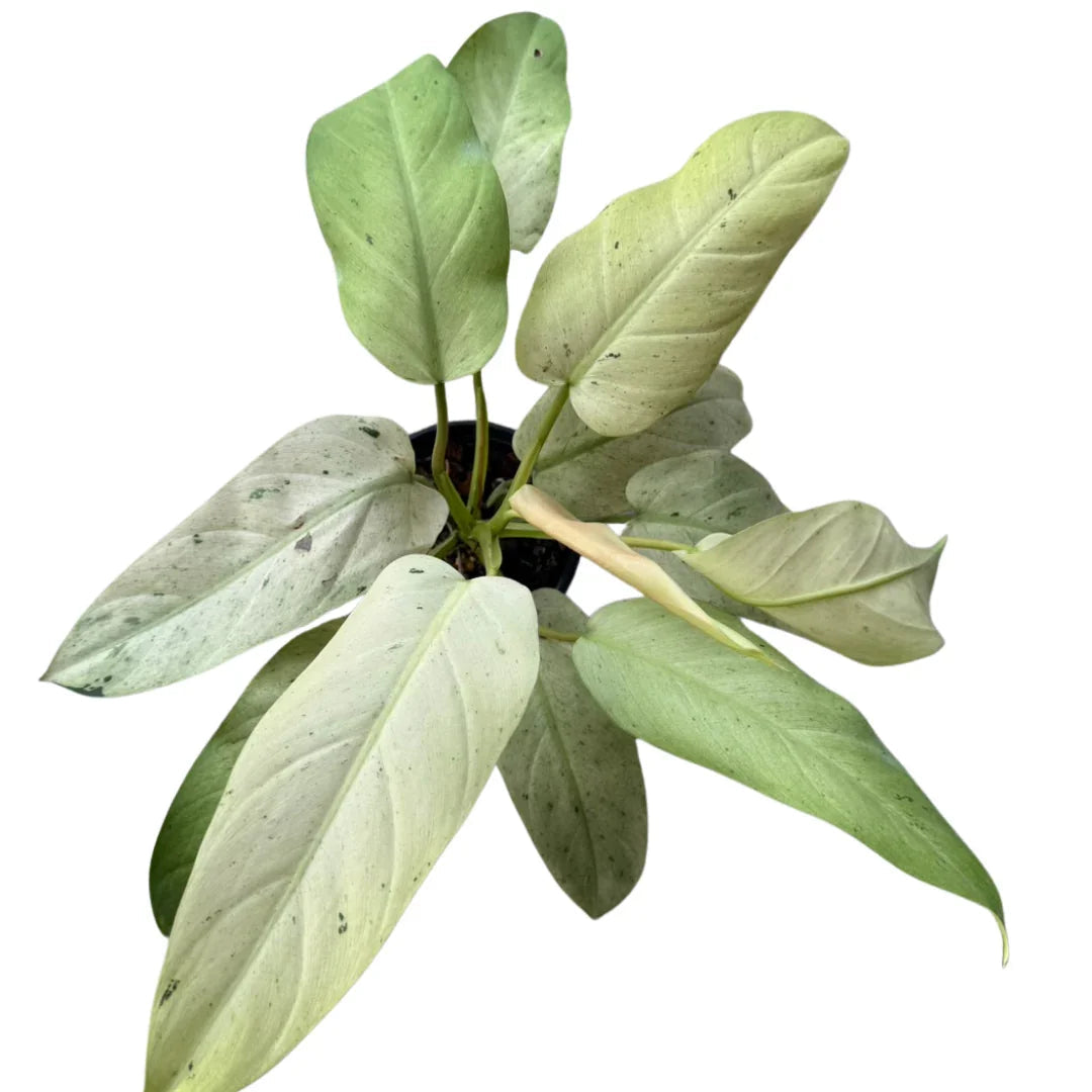 Philodendron Whipple Way