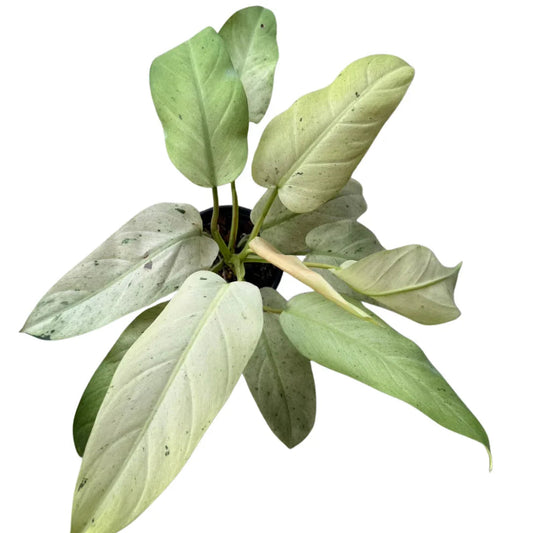 Philodendron Whipple Way