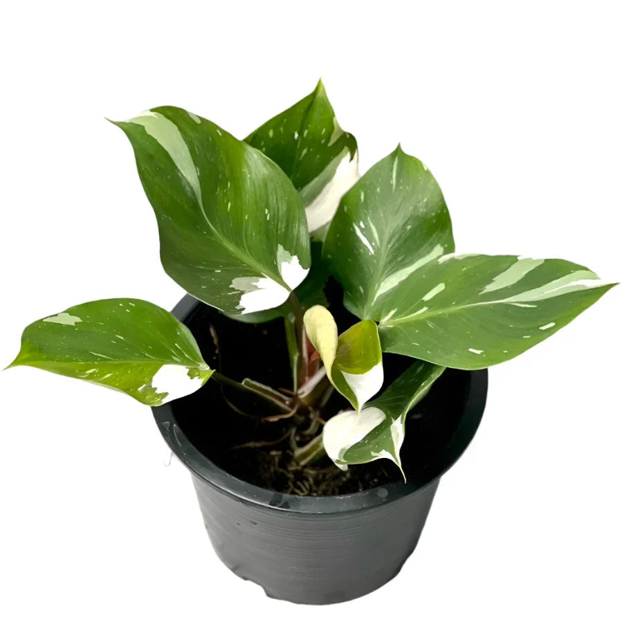 Philodendron White Knight Marble Variegated