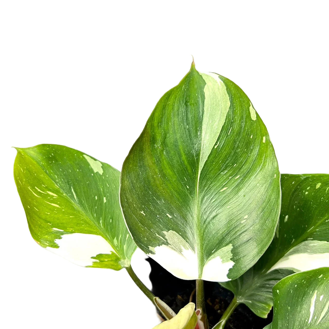 Philodendron White Knight Marble Variegated