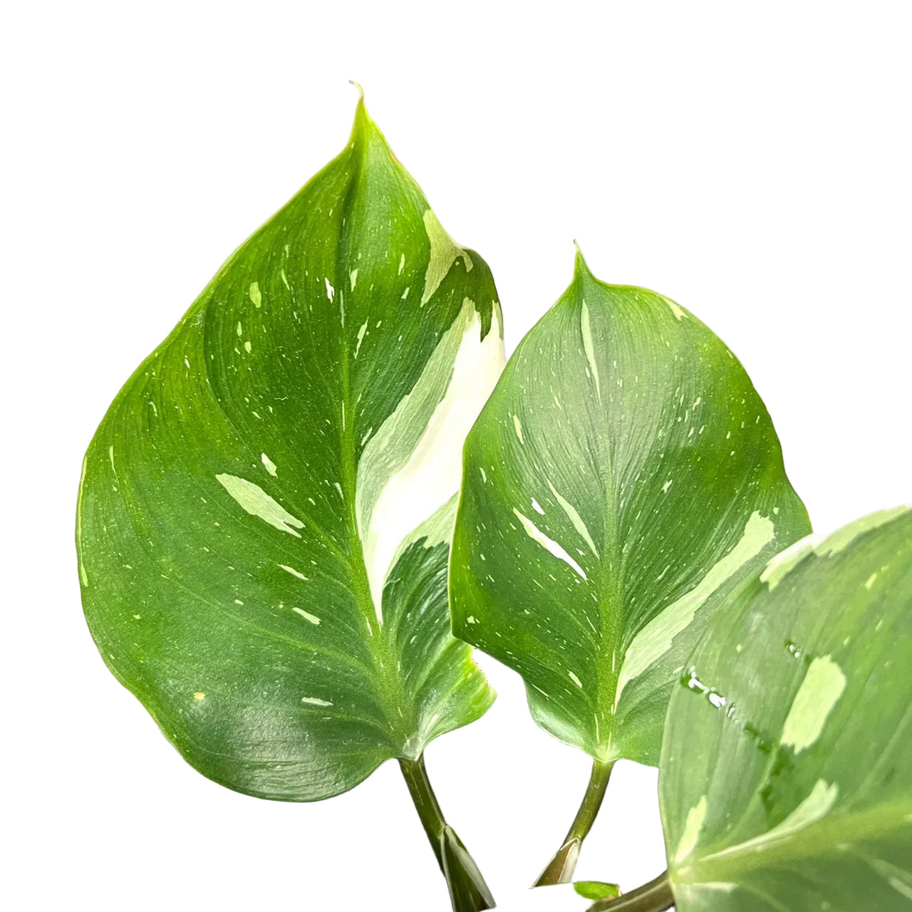 Philodendron White Knight Marble Variegated