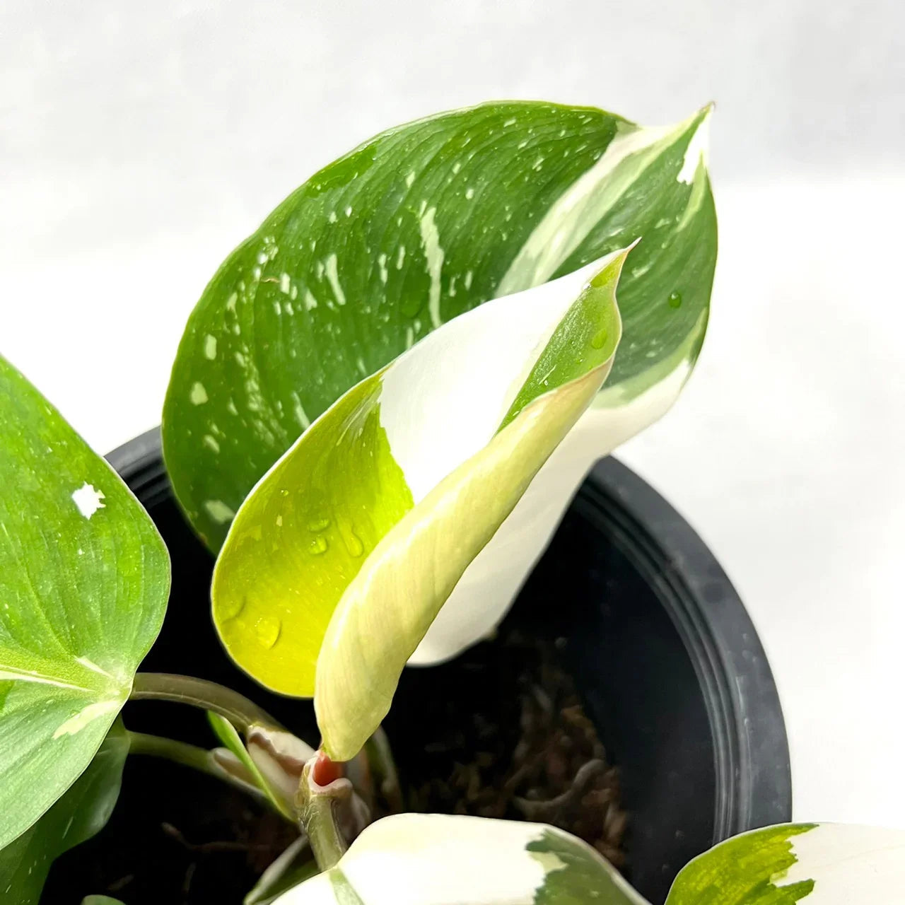 Philodendron White Knight Marble Variegated