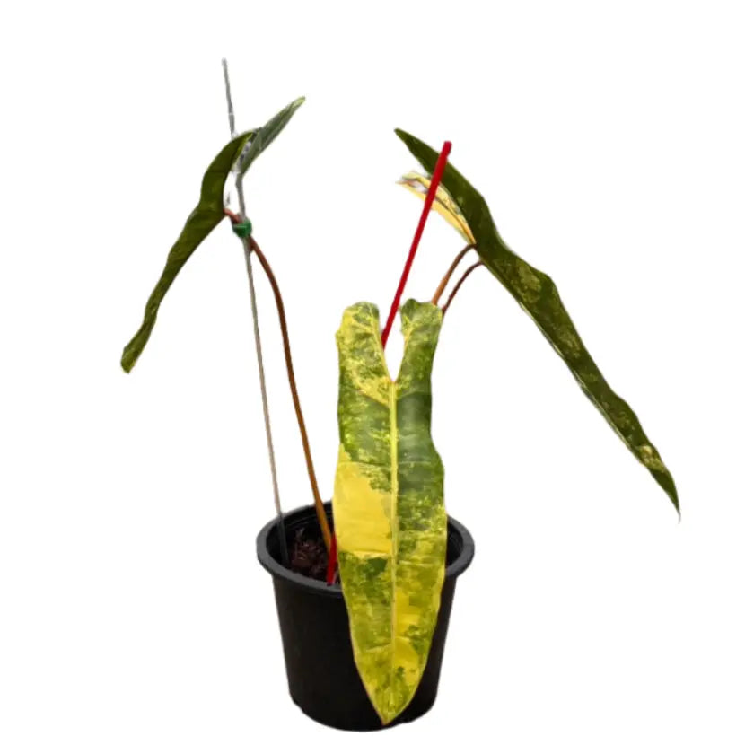Philodendron billietiae variegated