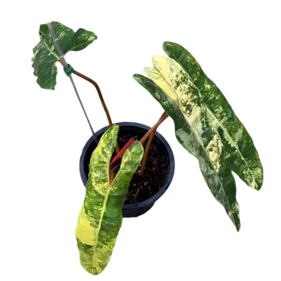 Philodendron billietiae variegated