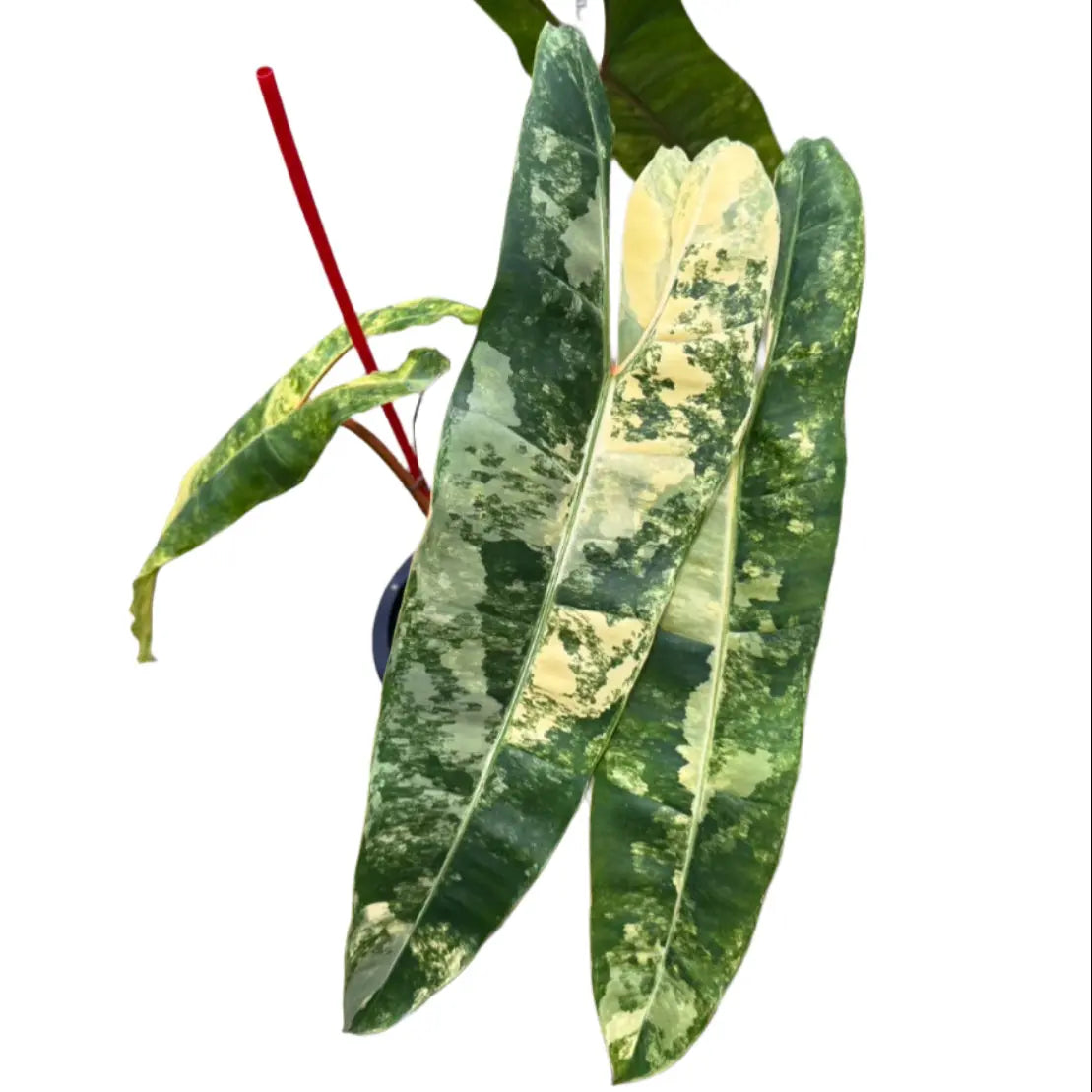 Philodendron billietiae variegated